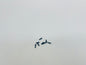 CRUNCHER 2.3*8mm Round Head Screw (8) RCP18152